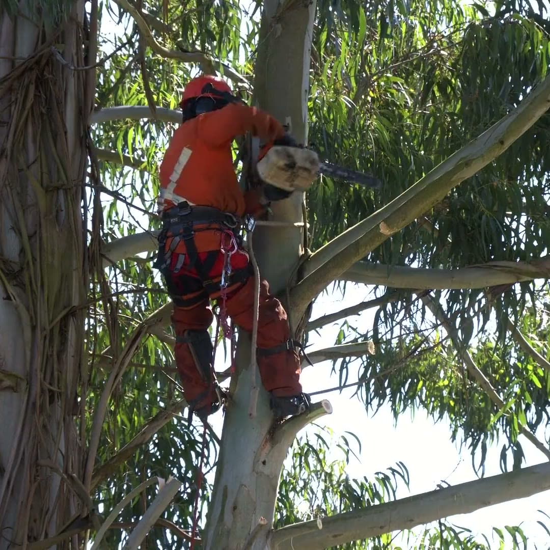 Climber using a top-handled chainsaw to prune a branch back to the main stem
