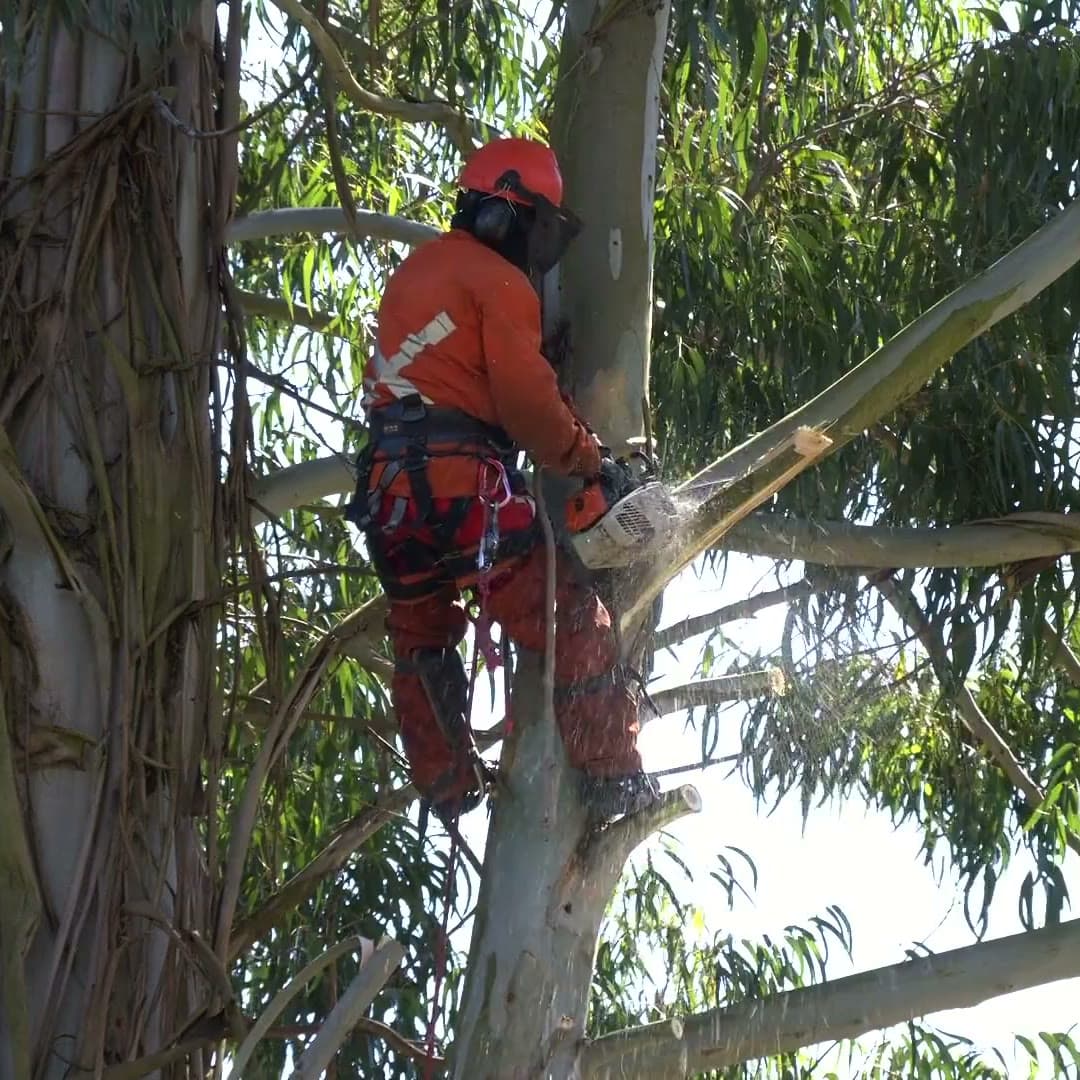 Tree surgeon making a controlled cut while dismantling a eucalyptus in sections